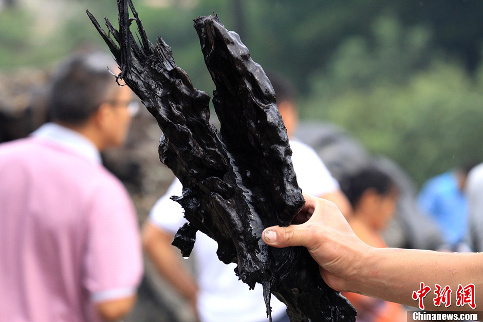80噸重千年古樹(shù)現(xiàn)世 埋藏地下至少500年