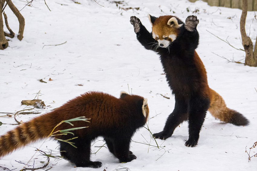 逗趣！美動物園小熊貓雪中嬉鬧打滾(組圖)