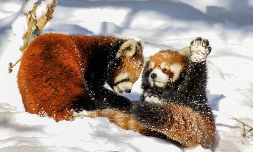 逗趣！美動物園小熊貓雪中嬉鬧打滾(組圖)