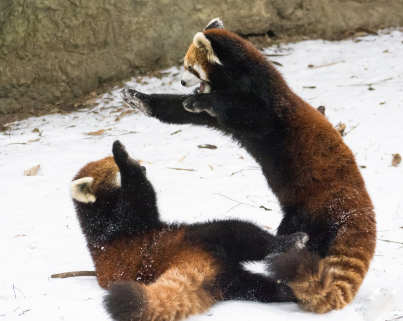 逗趣！美動物園小熊貓雪中嬉鬧打滾(組圖)