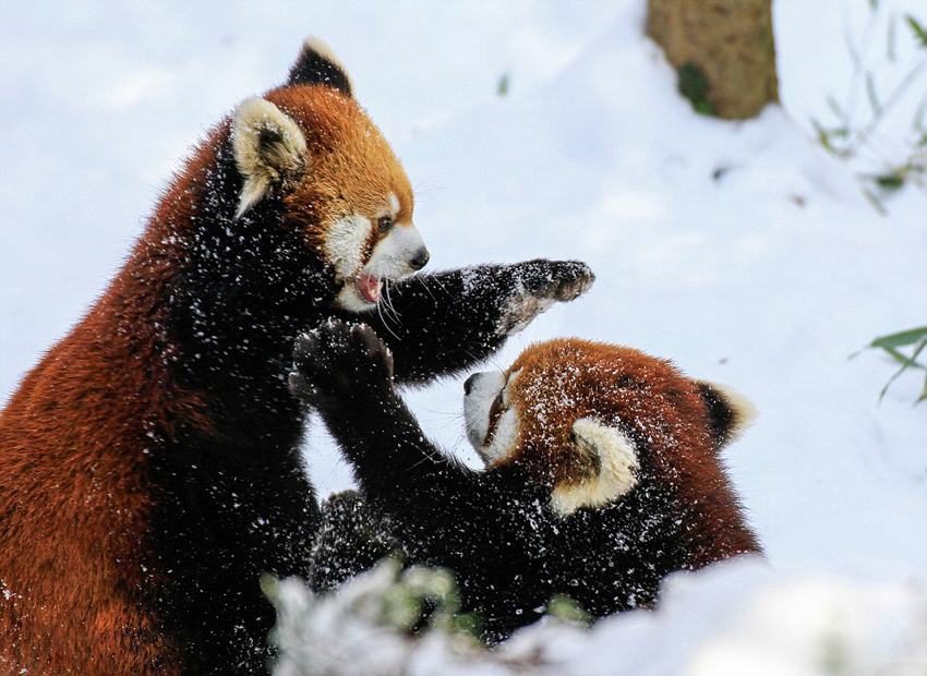 逗趣！美動(dòng)物園小熊貓雪中嬉鬧打滾(組圖)