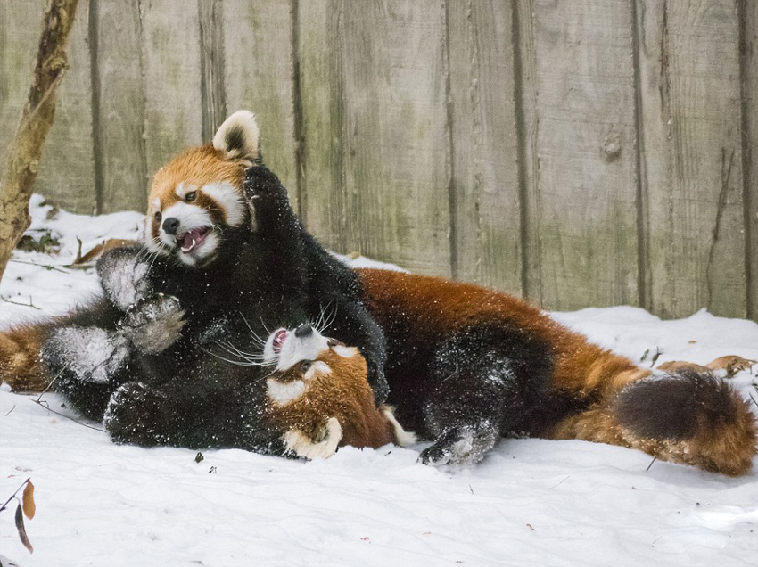 逗趣！美動(dòng)物園小熊貓雪中嬉鬧打滾(組圖)