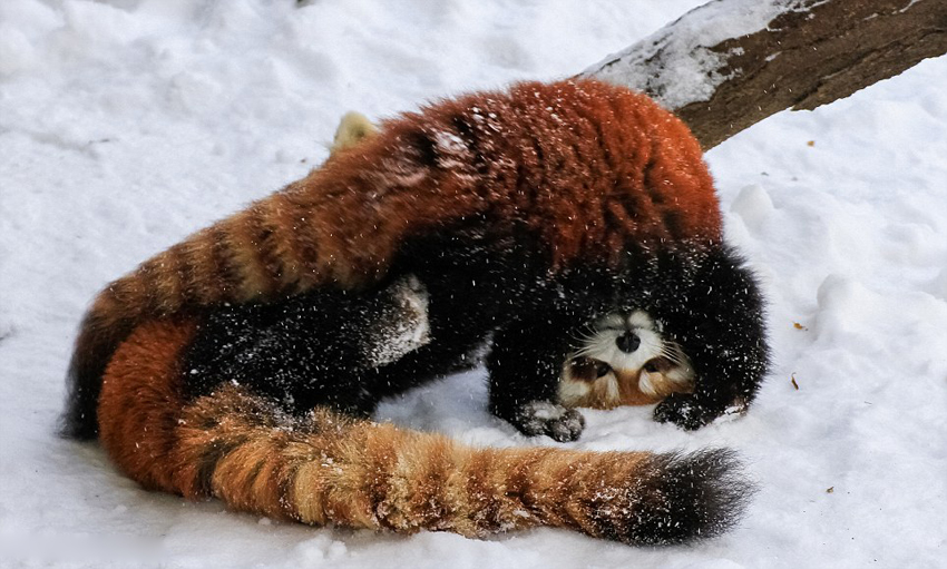 逗趣！美動(dòng)物園小熊貓雪中嬉鬧打滾(組圖)