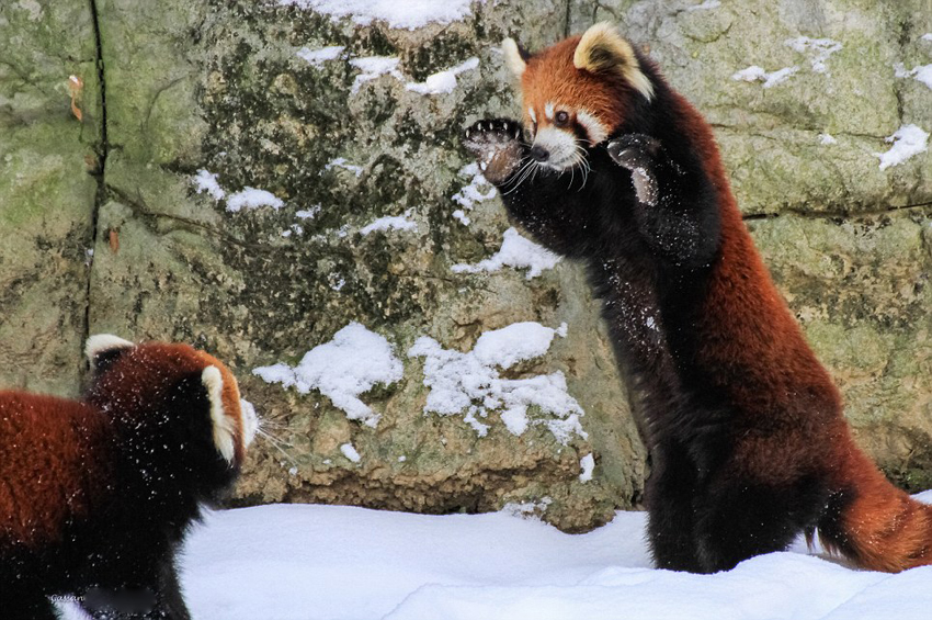 逗趣！美動(dòng)物園小熊貓雪中嬉鬧打滾(組圖)