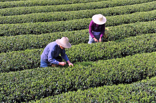 Spring tea season