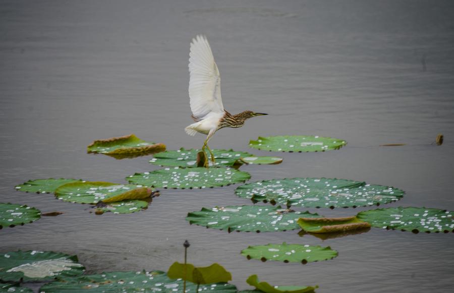 E China's wetland park further opens to tourists