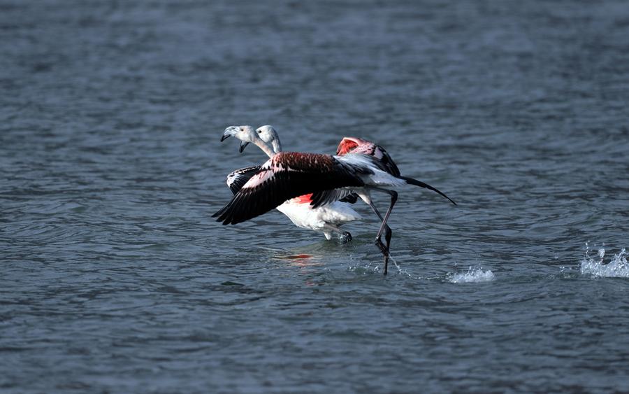 Flamingos rest along the Yellow River in Qinghai