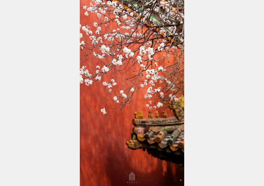 Apricot flowers in Forbidden City