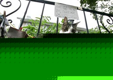 Willy, a 1-year-old cat is photographed Thursday, July 20, 2006, with a display of several pairs of garden gloves that he took from unknown yards in his neighborhood in Pelham, N.Y. Willy has brought home nine pairs of gloves and five singles over several weeks laying them on his owners' front or back porches. (AP Photo