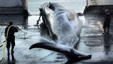Workers hose down a large fin whale in Hvalfjordur, Iceland, Sunday, Oct. 22 2006. Iceland has broken a global moratorium on commercial whaling, killing the endangered fin whale for the first time since the 1980s, Icelandic media reported Sunday. Iceland's RUV television showed footage of a large fin whale being towed by the Hvalur 9 whaling boat. It said the whale was harpooned in the north Atlantic about 200 miles (320 kilometers) west of Iceland. Iceland announced last week that it would resume commercial whaling, ignoring a worldwide moratorium that came into effect in 1986. (AP 