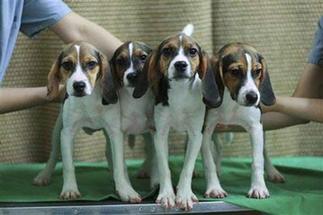 SKorean experts claim to have cloned glowing dogs