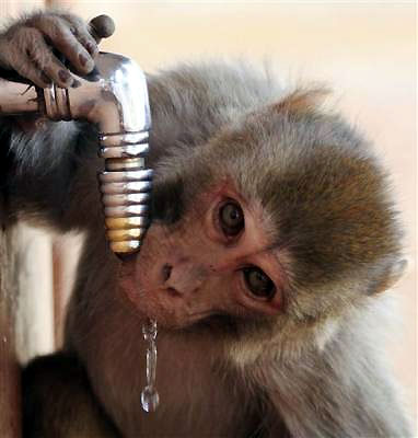 Monkey drinks water to cool on hot summer day
