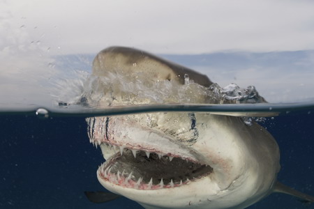 Sharks, cheese for the camera!