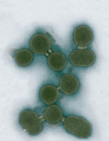 Artificial life? Synthetic genes 'boot up' cell