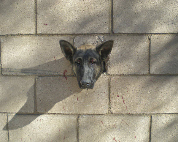 Dog gets head stuck in hole