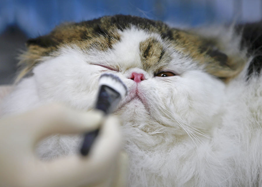 Mediterranean Winner 2016 cat show in Rome