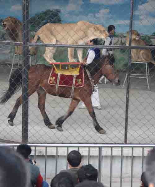 新規(guī)或影響整個動物園和馴獸行業(yè)<A href=