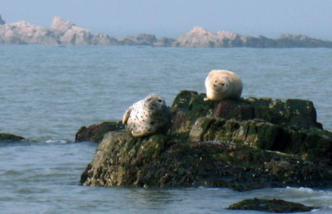 成群野生海豹亮相山東長(zhǎng)島