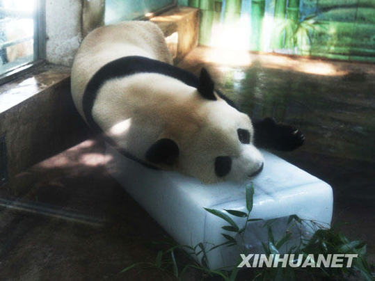 武漢動物園投放冰決降溫[組圖]