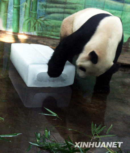 武漢動(dòng)物園投放冰決降溫[組圖]
