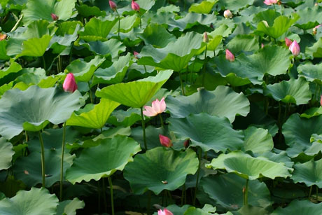 夏日酷暑 荷花爭艷[組圖]