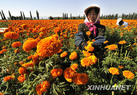 初秋，收獲的是鮮花[組圖]