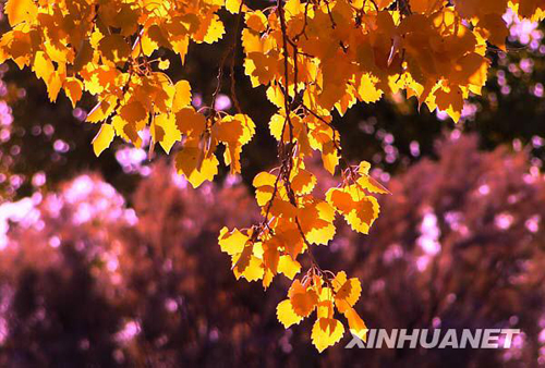 戈壁胡楊金秋如畫(huà)[組圖]