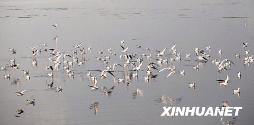 紅嘴鷗飛臨“春城”昆明越冬