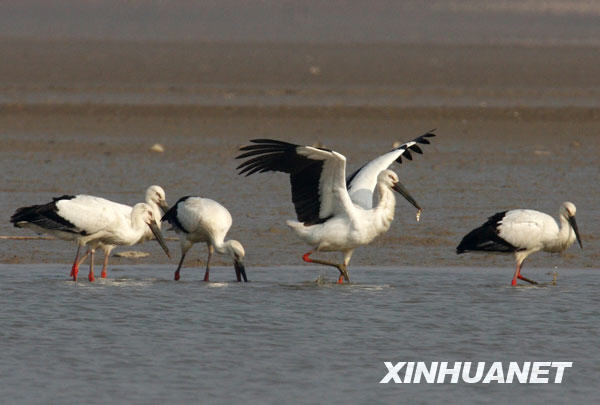 鶴舞鄱陽湖