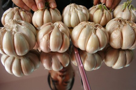 今年大蒜價(jià)格漲幅遠(yuǎn)超同期房價(jià)和股市(圖)
