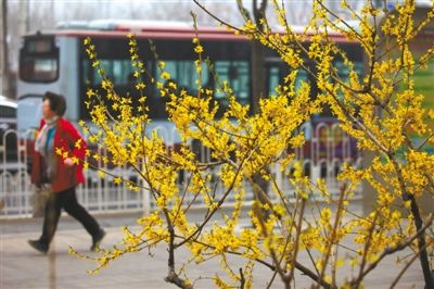 又到一年賞花時(shí) 北京植物園推六條賞花路線(圖)