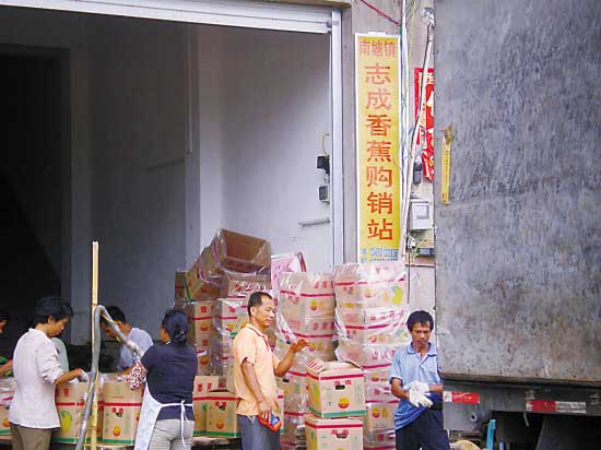 香蕉價(jià)格像坐“過山車” 蕉農(nóng)直嘆“暈了”(圖)