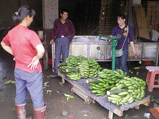 香蕉價(jià)格像坐“過山車” 蕉農(nóng)直嘆“暈了”(圖)