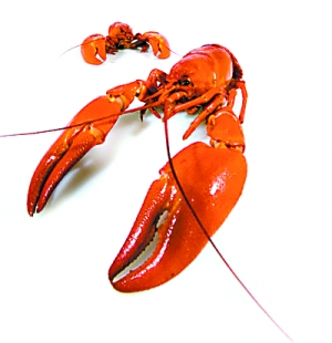 長江中下游旱情影響食品價(jià)格 或推高5月CPI(圖)