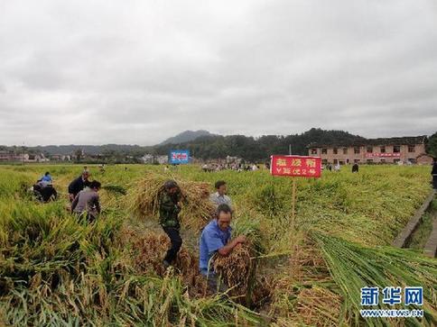 袁隆平畝產(chǎn)900公斤攻關(guān)試驗(yàn)田收割測(cè)產(chǎn)