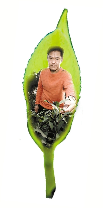 西湖龍井3月底開(kāi)采 頭茶價(jià)格或突破3000元/斤