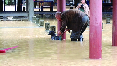 居民家中游來5斤重大魚 南京江北這場(chǎng)大雨太意外了