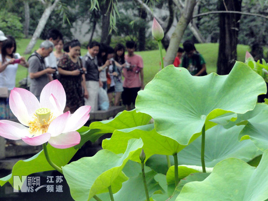 蘇州拙政園荷花旅游節(jié)開(kāi)幕