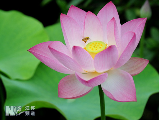 蘇州拙政園荷花旅游節(jié)開(kāi)幕