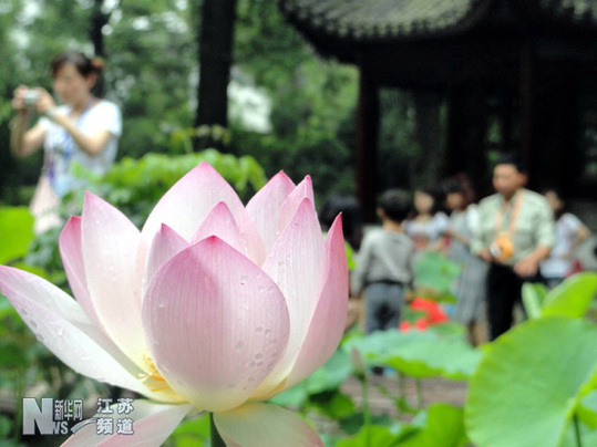 蘇州拙政園荷花旅游節(jié)開(kāi)幕