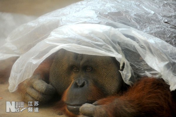 動物避暑各有妙招