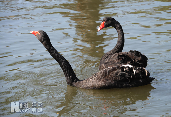 動(dòng)物冬日享暖陽(yáng)