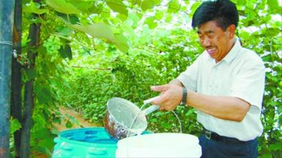鞍山市千山區(qū)王學(xué)密家的葡萄四季都能采摘