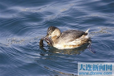 小潛水捉魚