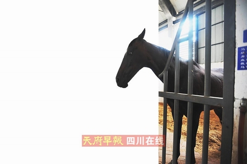 每匹馬價(jià)值百萬 想玩它們得交18.8萬入會(huì)費(fèi)