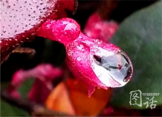 驚蟄飄小雨 成都錦江岸邊鳥語花香