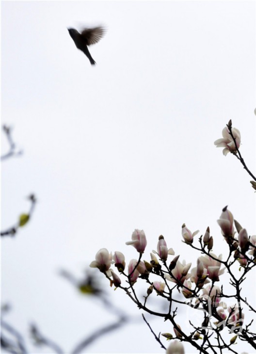 驚蟄飄小雨 成都錦江岸邊鳥(niǎo)語(yǔ)花香