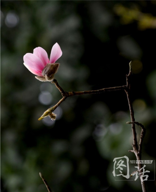 驚蟄飄小雨 成都錦江岸邊鳥語花香