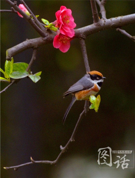 驚蟄飄小雨 成都錦江岸邊鳥語(yǔ)花香