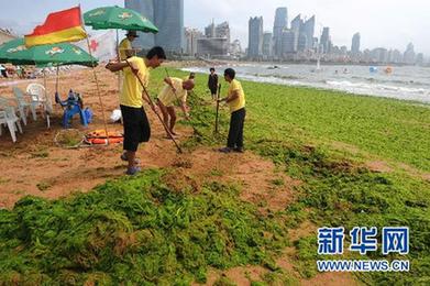 新華調(diào)查:海邊綠潮疑云 青島滸苔緣何連續(xù)5年來襲